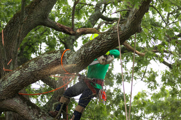 Best Tree Maintenance Programs  in USA